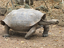 Želva sloní na Galapágách