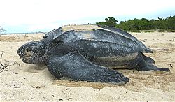 Největší mořská želva na světě je kožatka velká