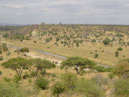 Savana je travnatá pláň v Tanzanii