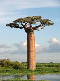 Baobab má tlustý kmen