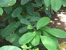 Listy cesmíny paraguayské neboli yerba maté
