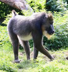 Mandril r�hol�c�