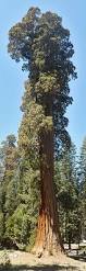 Sekvojovec obrovský (mamutí strom)